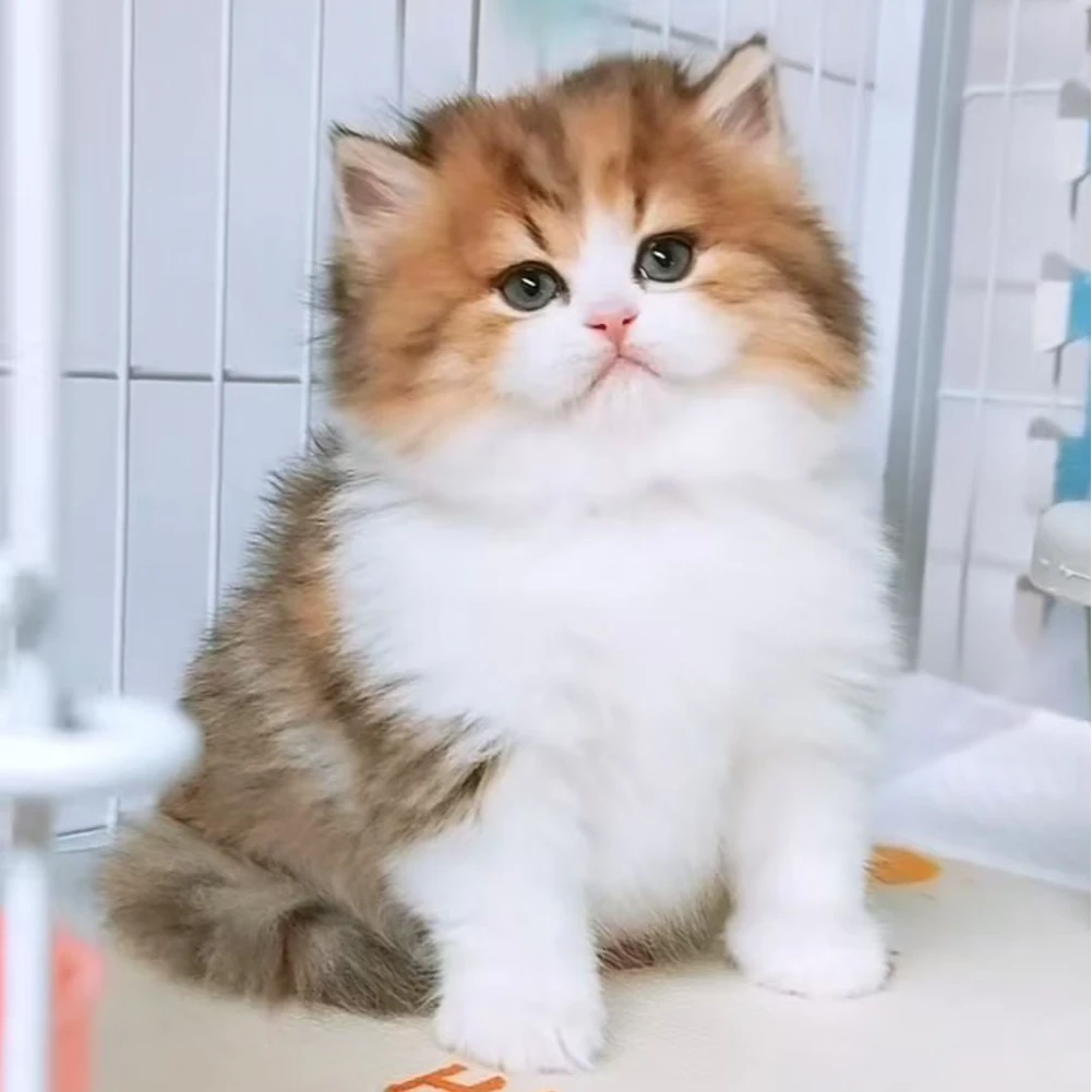 【哒哒猫舍】英短高脚矮脚系列 宠物活体猫猫