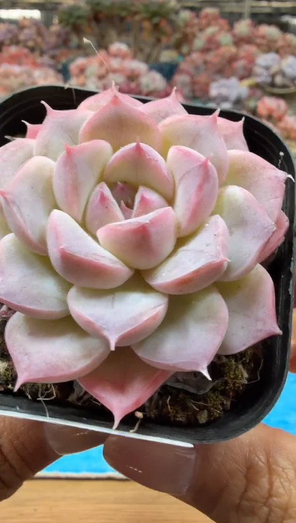 东云多肉园二店-06