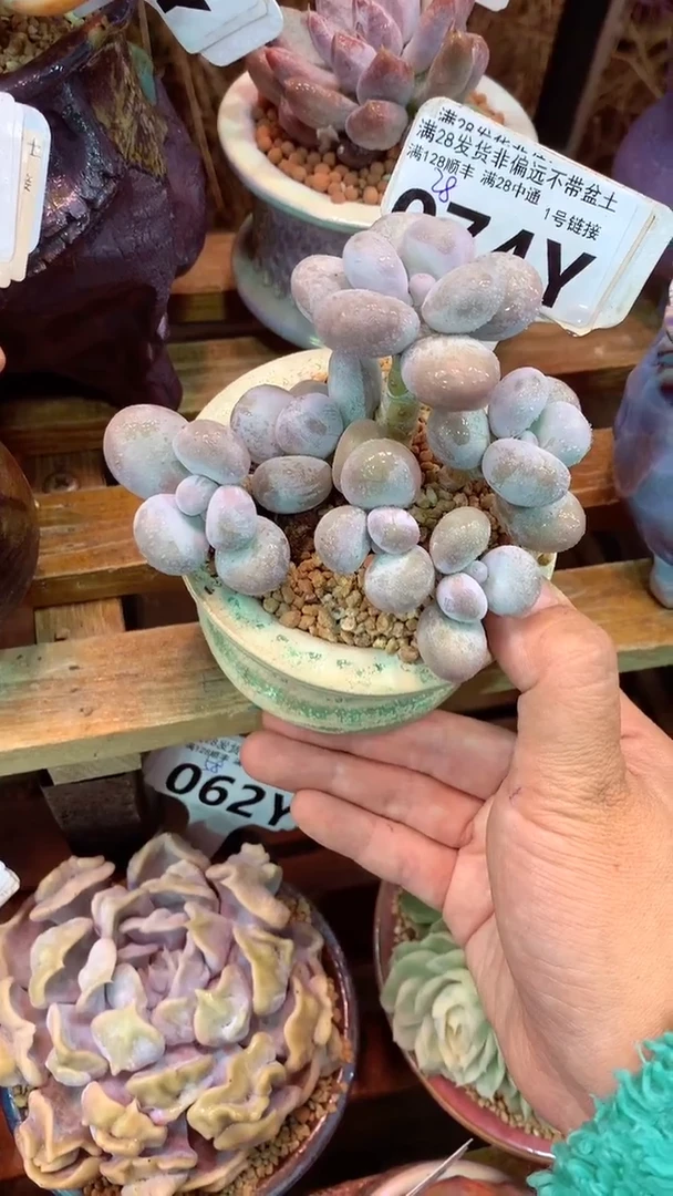 074Y（一物一拍实付满28发货，默认不带盆土）