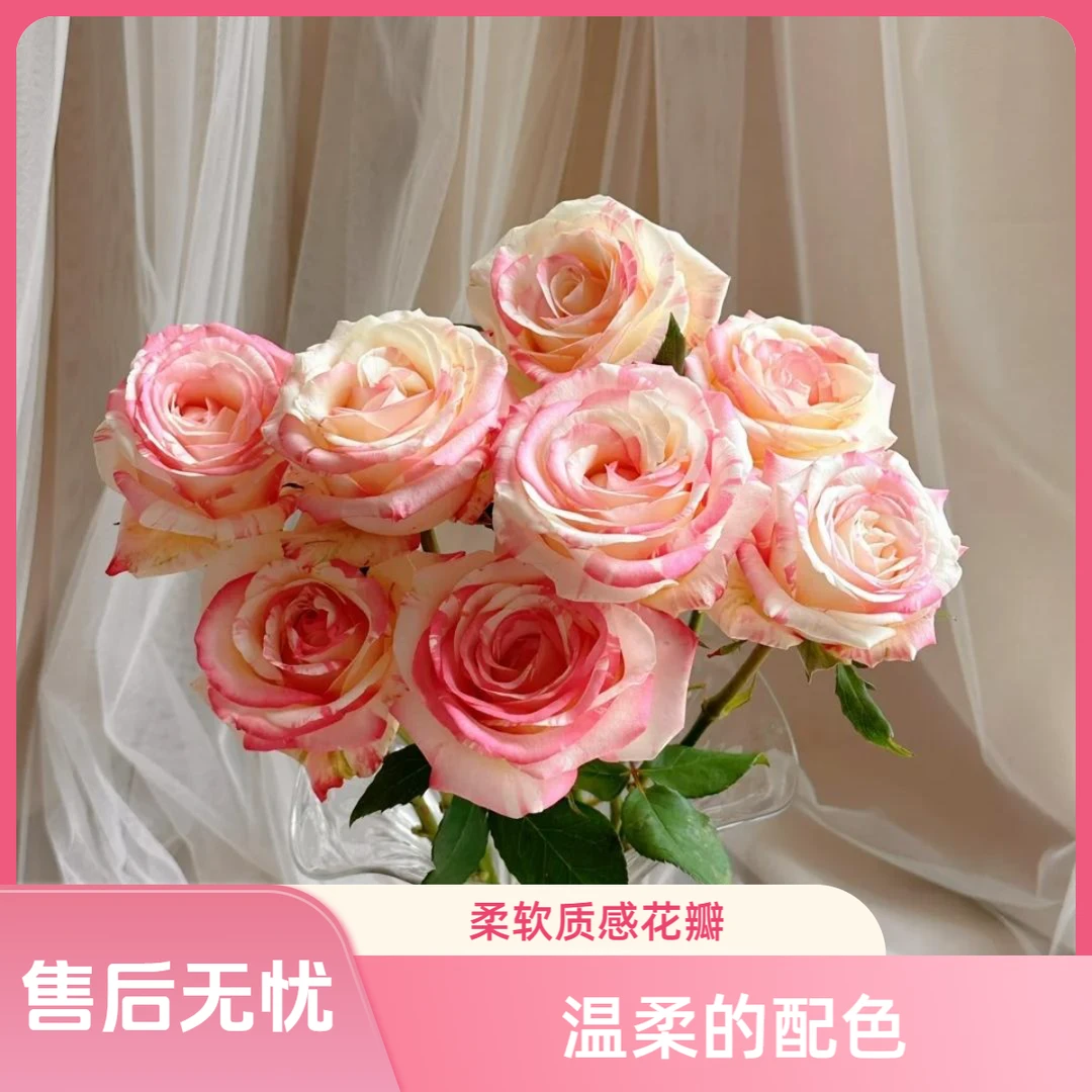 【杨苏莹花房】霓裳玫瑰10枝 云南鲜花任意花材两单顺丰空运