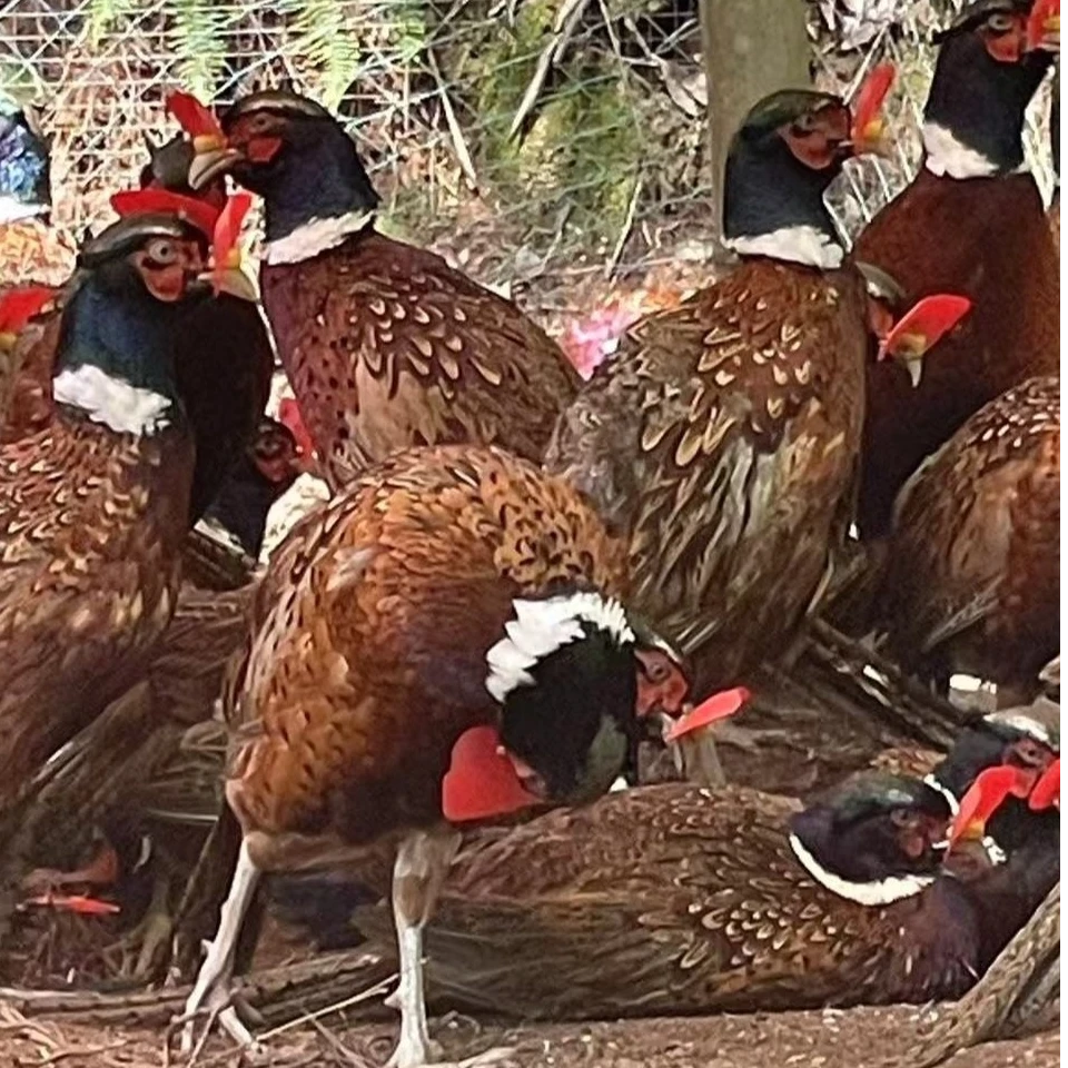 三只公鸡大山散养山鸡包邮到家