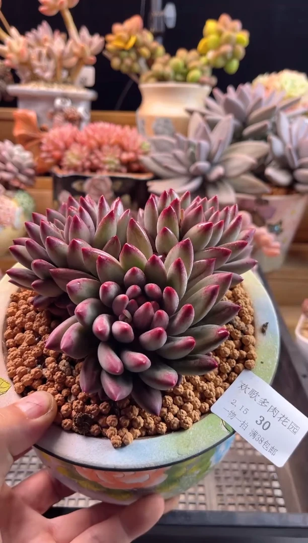 【闪购商品】2.15-28虞美人