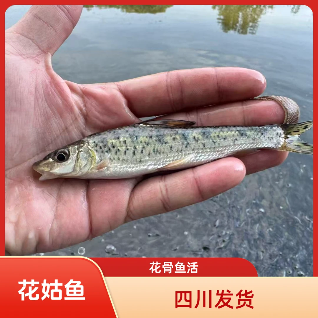 花骨鱼土凤鱼沙沟鱼观赏用小鱼适合作为水族宠物