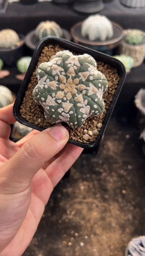 D****?实生根星兜编码