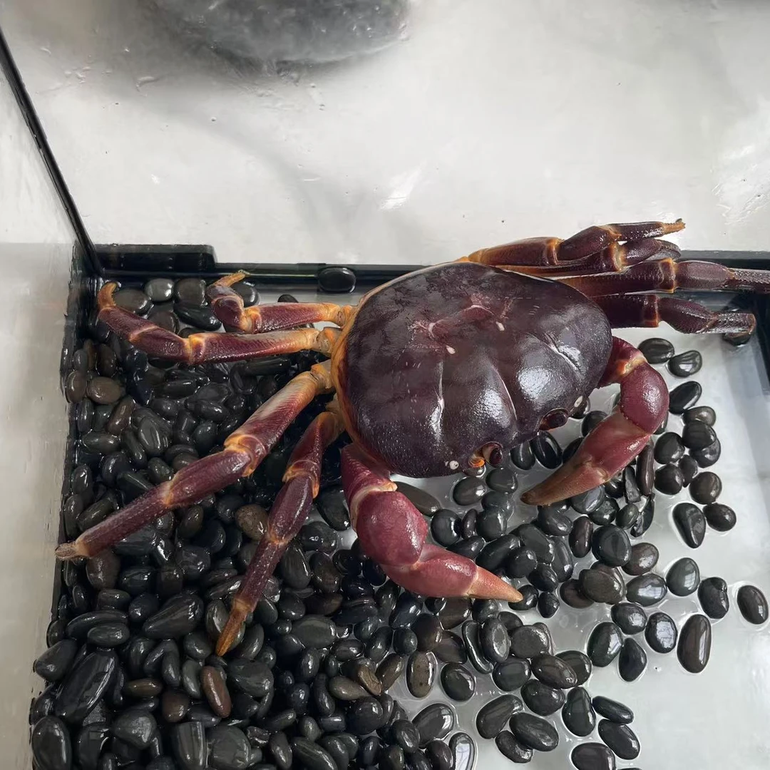 紫地蟹灵芝蟹桌面宠物超活泼互动解压桌面宠物每周一喂好养活