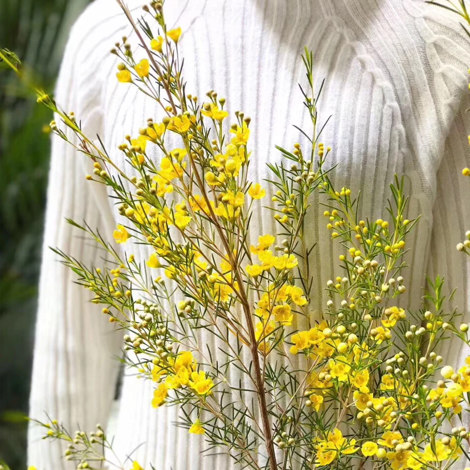 37 黄腊梅一小把+白绿混色小菊3支+白色紫罗兰一把+绿灵草一小把