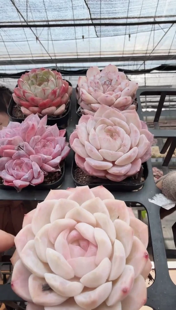 东云多肉园新款-69