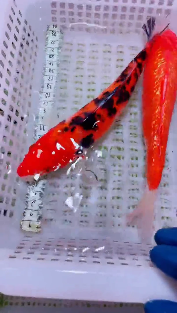 锦鲤血统锦鲤全场包邮53