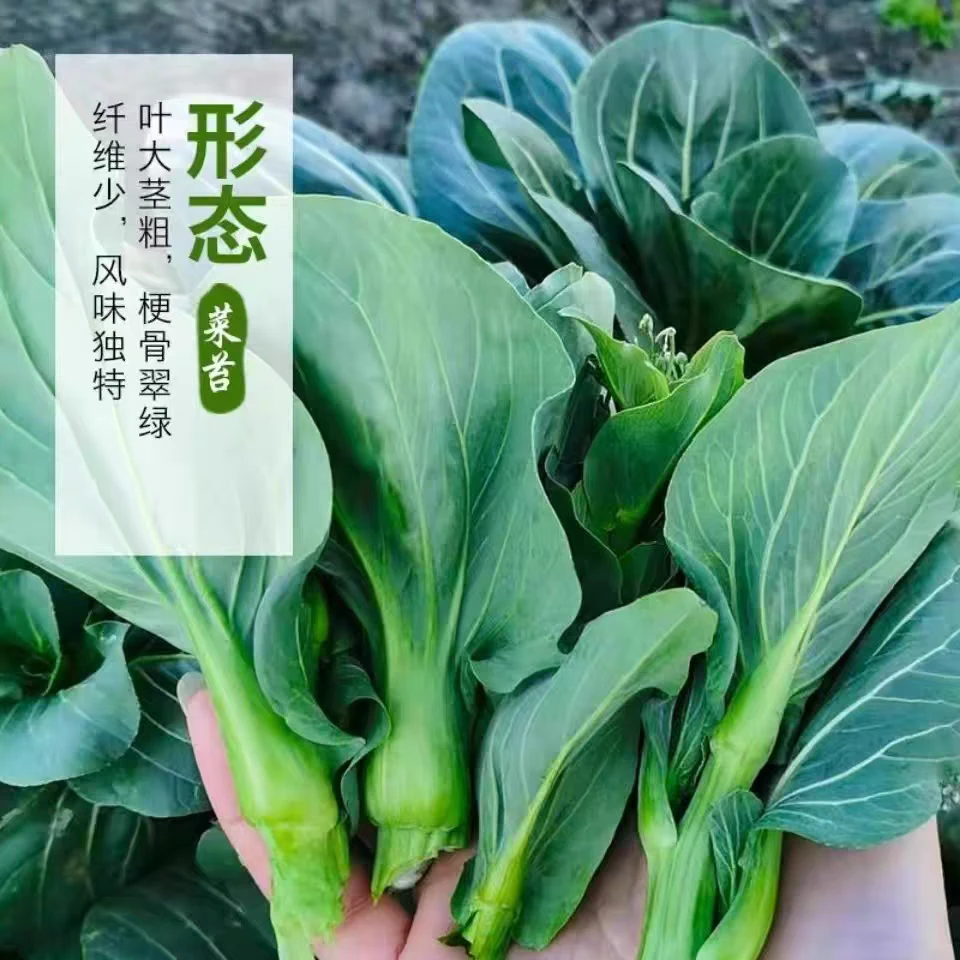 苏北青菜苔新鲜苏州青青菜苔新鲜霜冻青菜苔菜芯现摘新鲜蔬菜自种