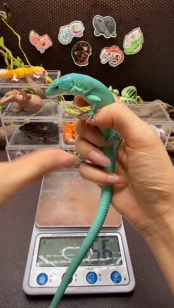 翡翠龙纹蜥鳞与尾 Scale Tail 爬宠苗子苗子苗子