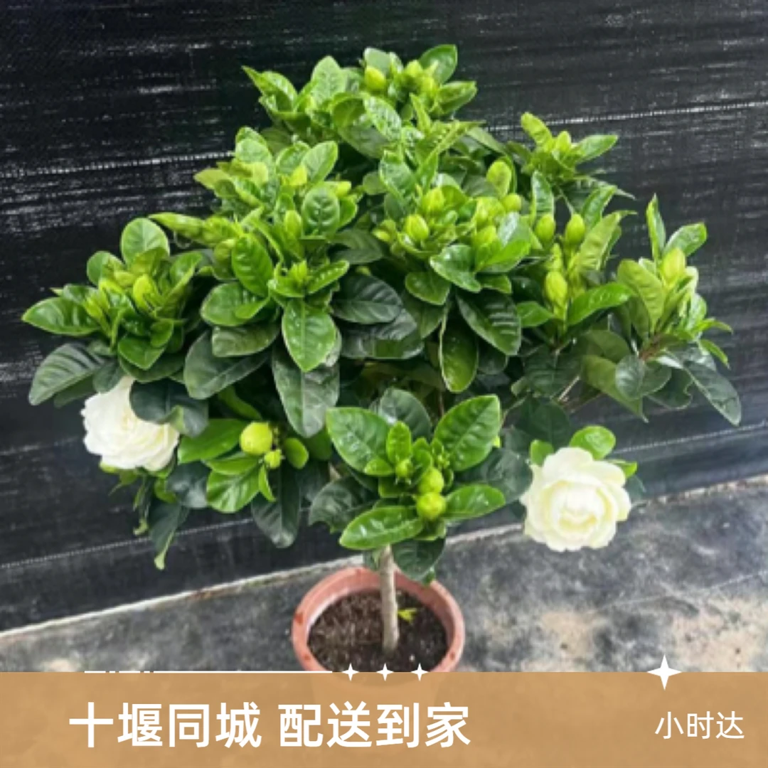 超大牡丹栀子花开花浓香独杆棒棒糖造型 十堰同城小时达配送到家十堰卓卓臻选