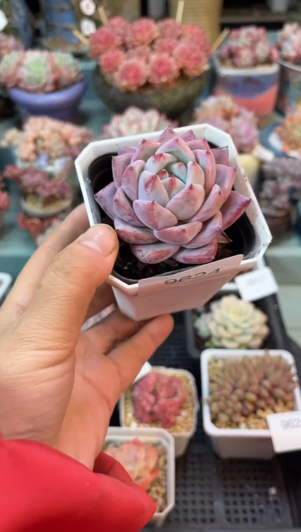 9624单头卡杂多肉