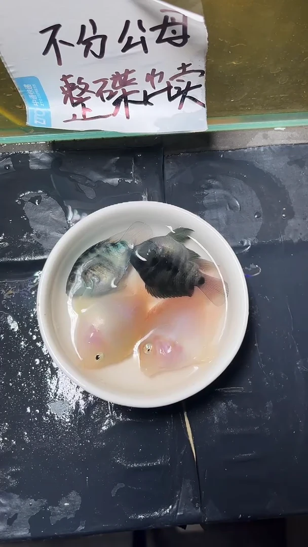 海水鱼迷你鹦鹉鱼