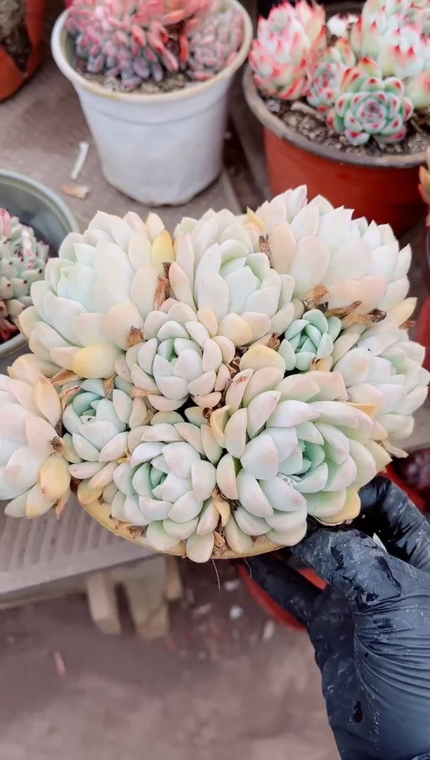 【闪购商品】06470