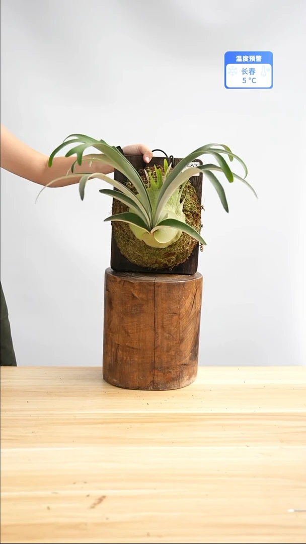 完全开放a462ar交k银板植