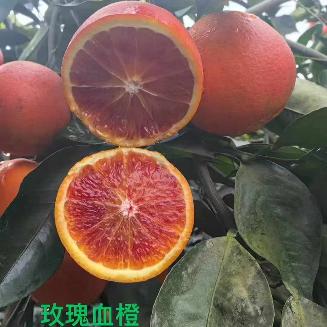 秭归塔罗科玫瑰血橙(正品)开春第一季(榨汁首选)个体偏小9.5分甜