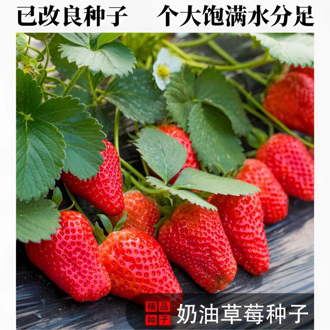 【奶油草莓种子】温度适宜四季结果盆栽地栽红莓室内外阳台水果