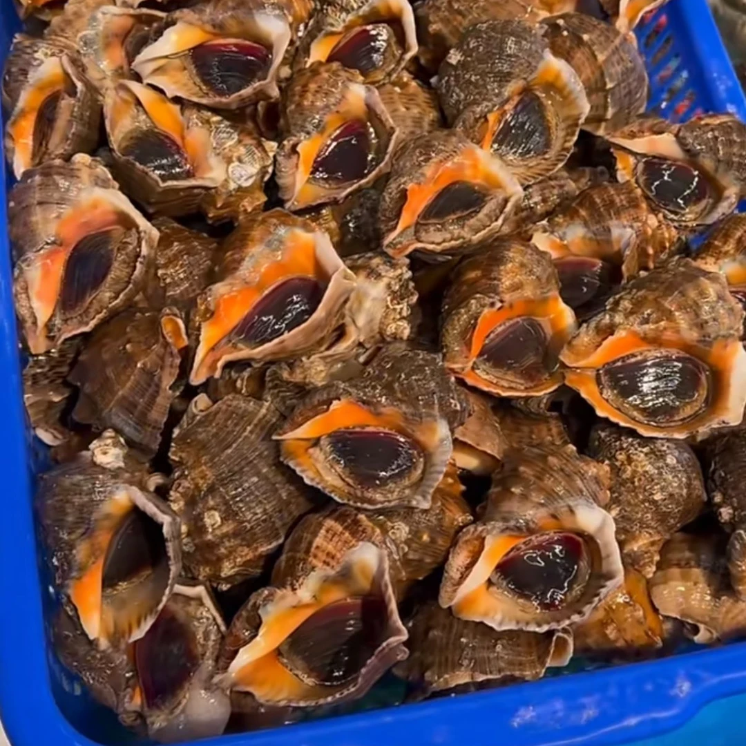 【东胜同城】中海螺一斤