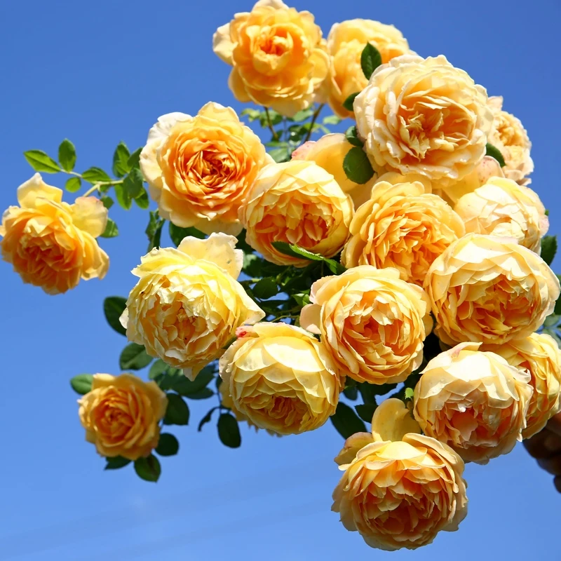 黄金庆典爬藤月季多季开花大花浓香长势快抗性好耐寒可做花墙拱门
