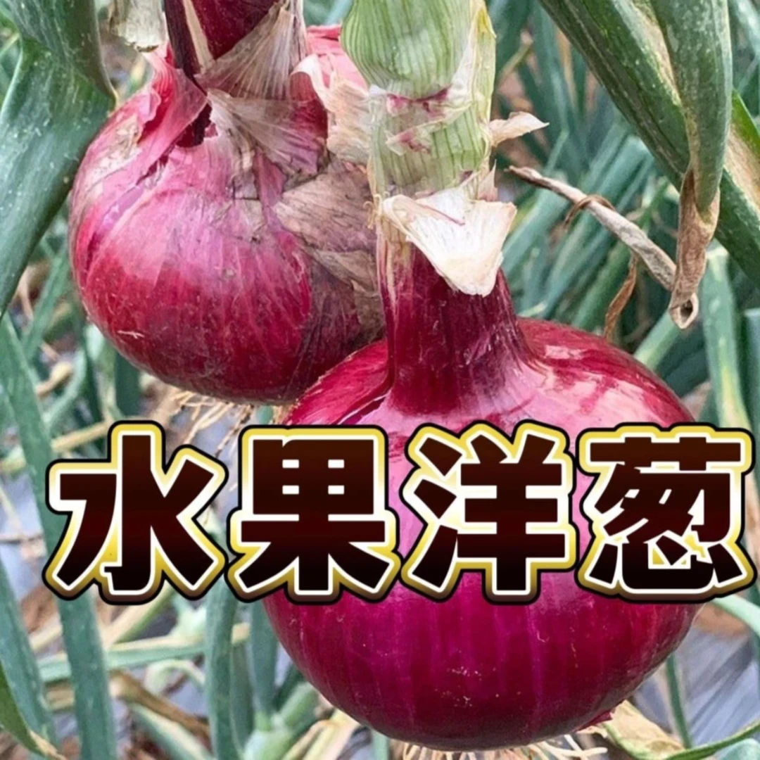 【水果洋葱种子】甜味洋葱脆嫩香大果早熟新手种植阳台小院菜园