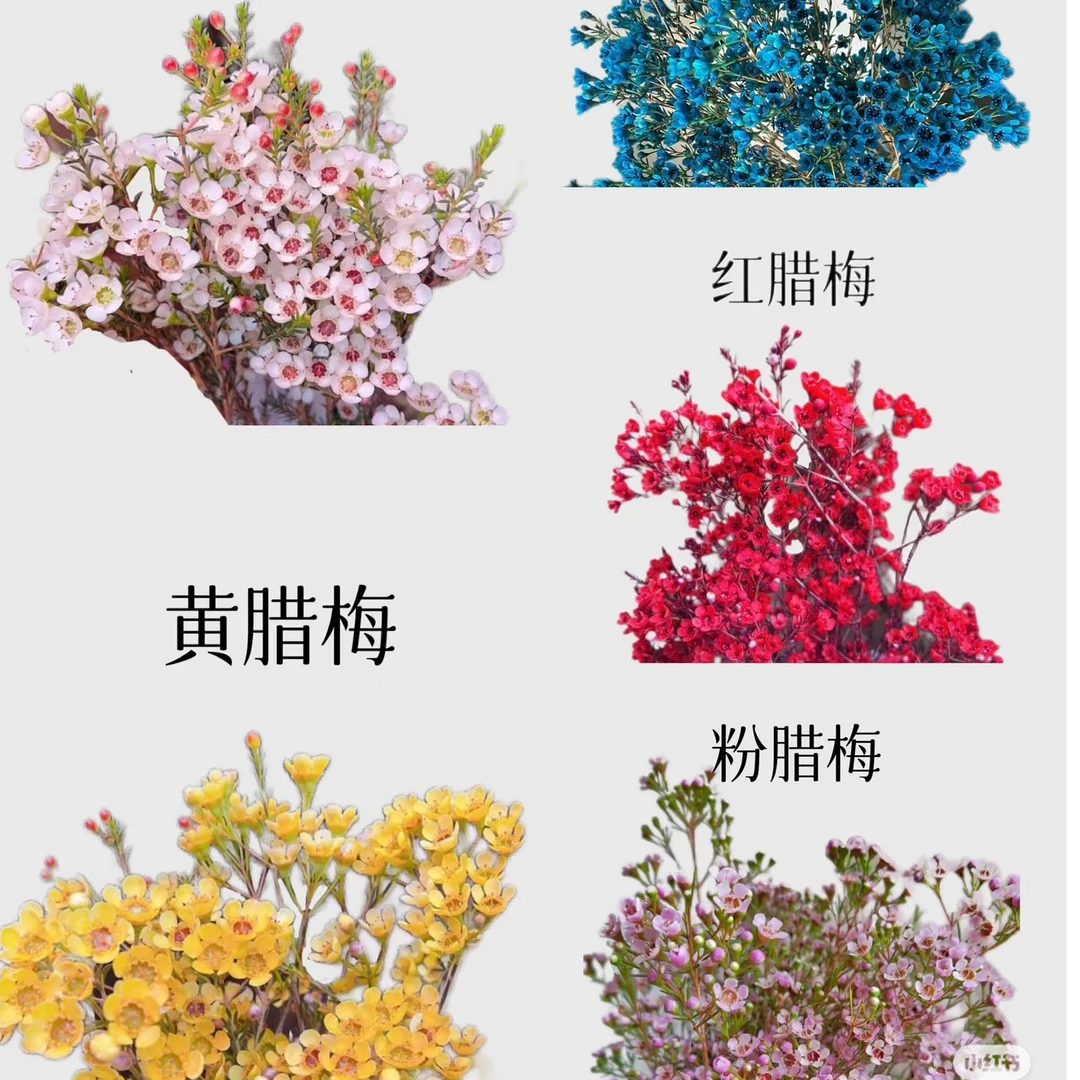 同城配送 悠悠花香  超长待机【腊梅】1扎若干枝