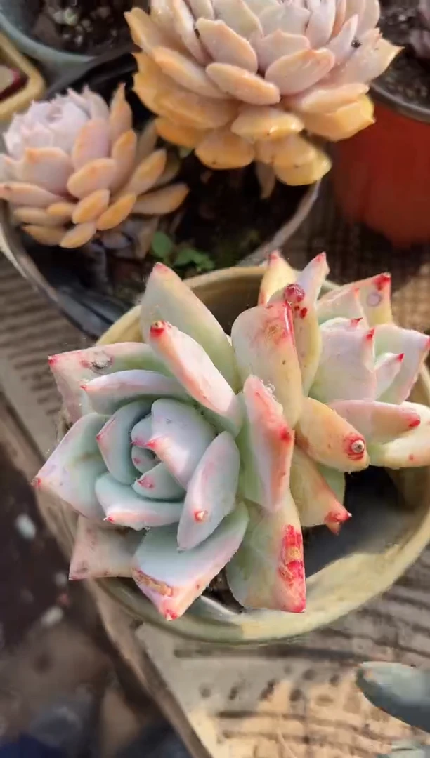 徐*花多肉植物一物一拍25212