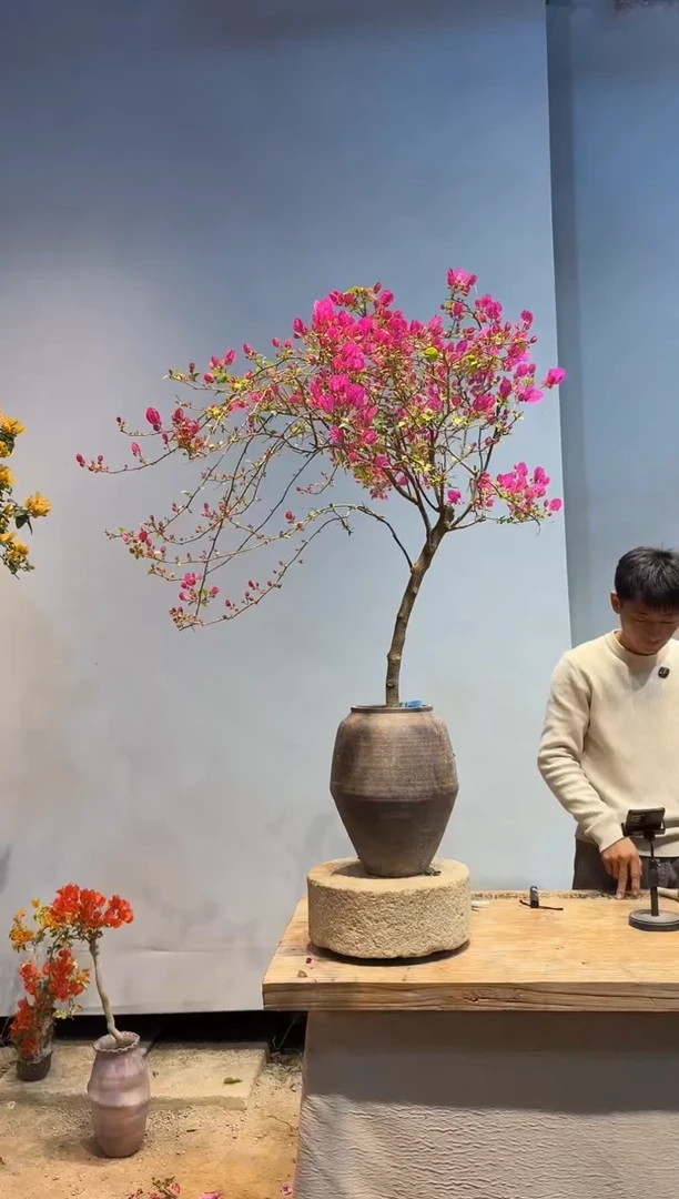 以实际为准三角梅62