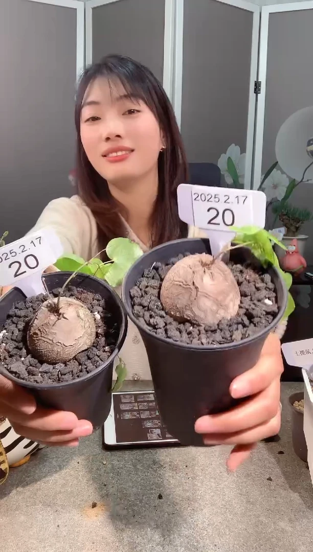 【闪购商品】带PP南非龟甲龙2.16.20