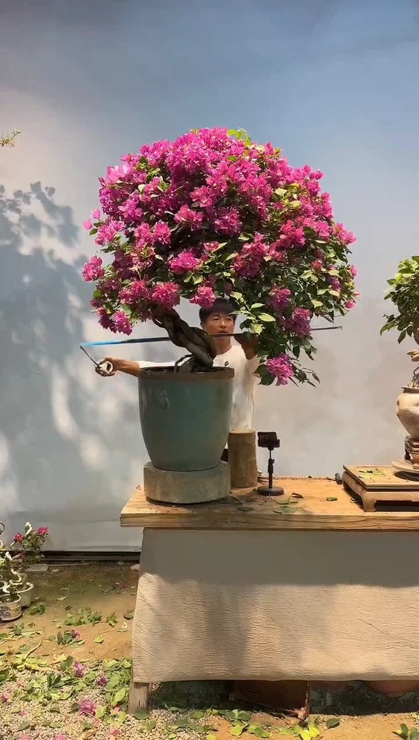 全部花朵风**子三角梅20