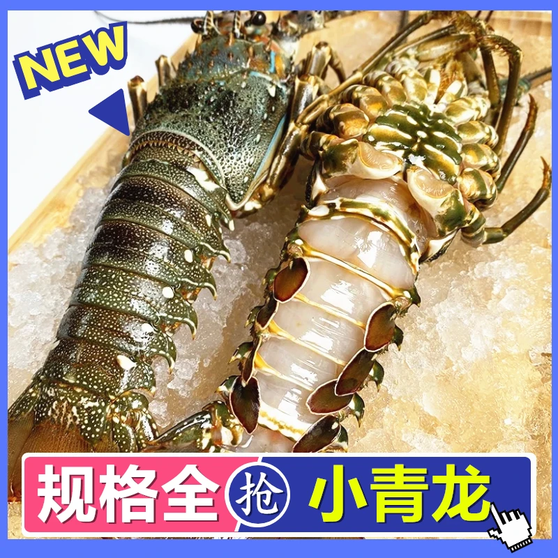 新鲜小青龙鲜活大龙虾龙虾冰鲜冷冻大虾海鲜水产花龙冰鲜冷冻