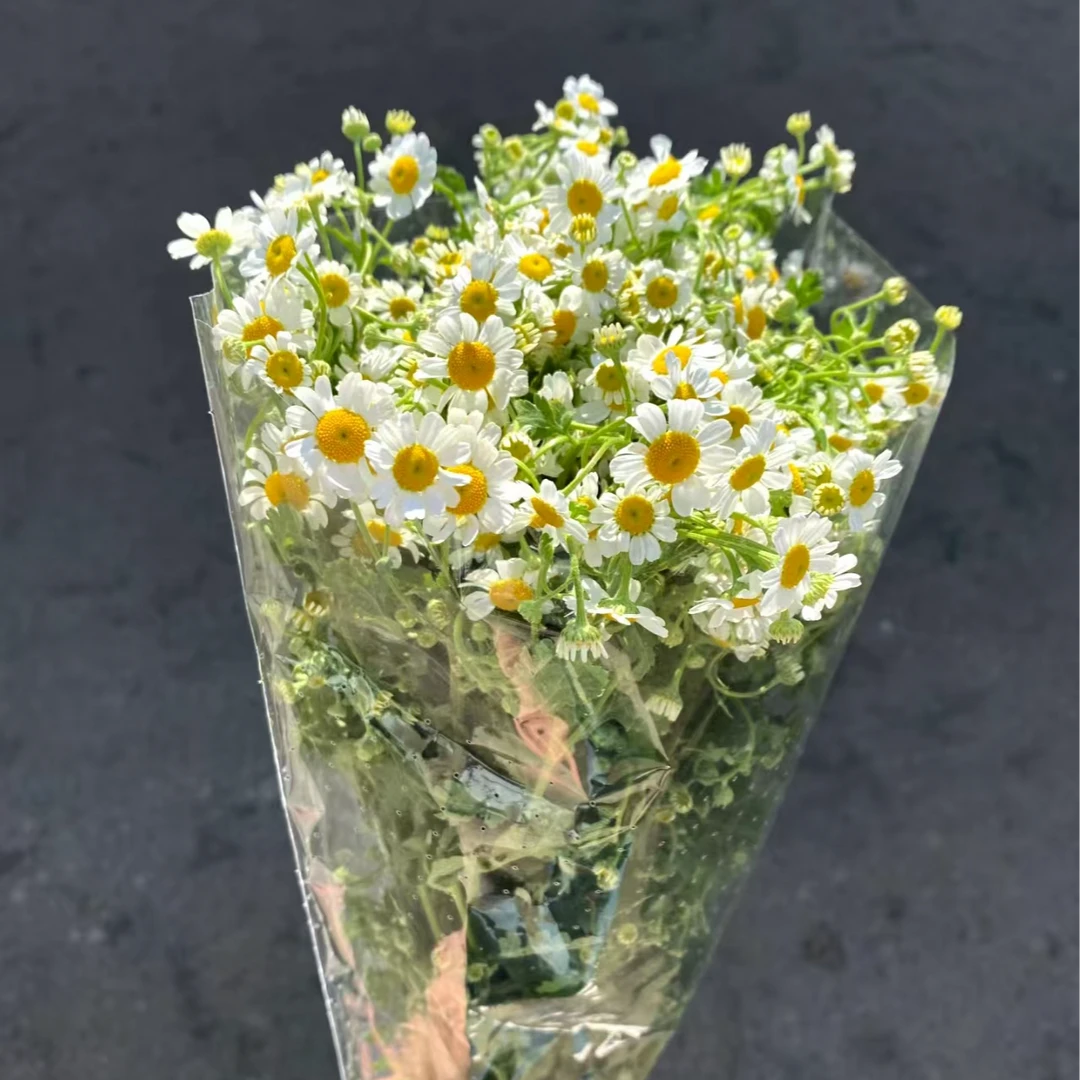 【葡璞专属】洋甘菊    全场鲜花满两单升级顺丰冷链/德邦空运