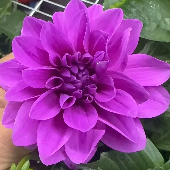 【红伟】（梦幻熏衣紫）小丽花客厅阳台桌面盆栽