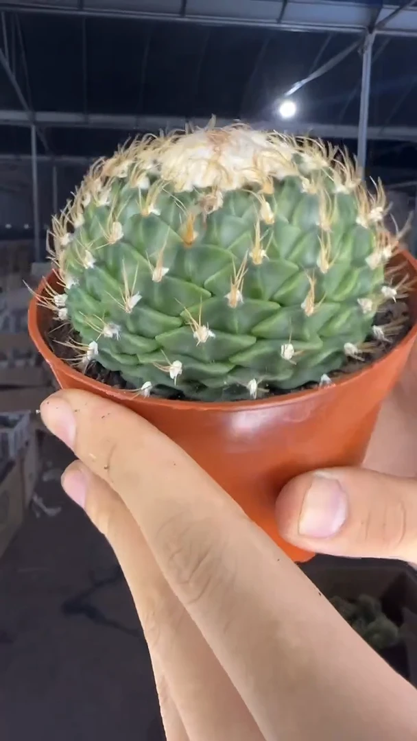 大单头 帝冠【带根】8-10cm