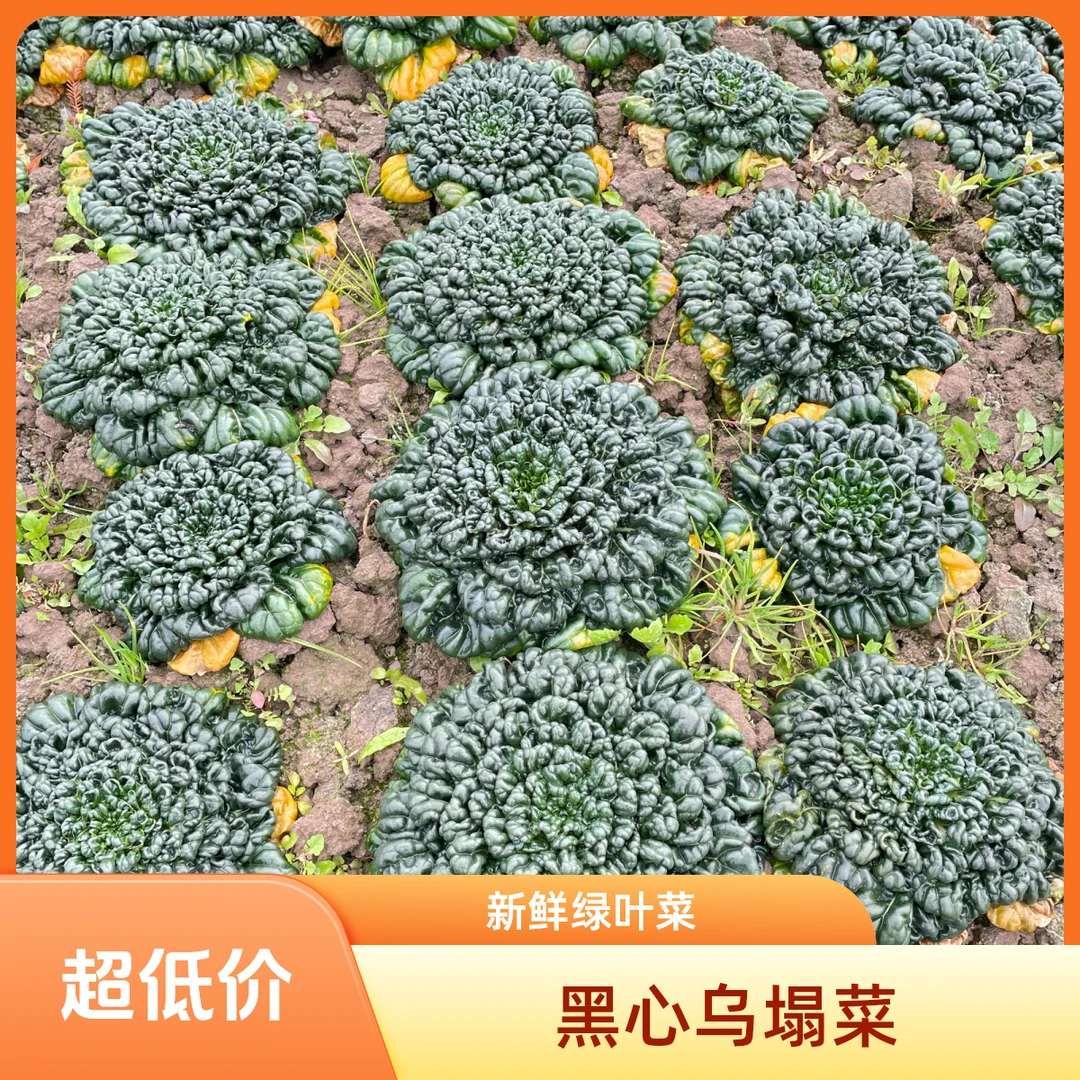 上海本地黑心乌塌菊花菜【现采现发2/4/斤装】