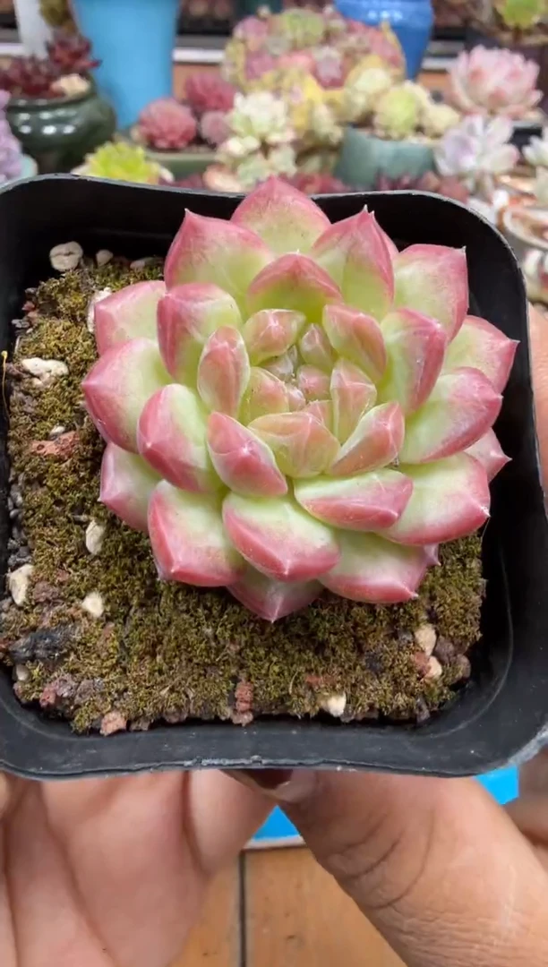 东云多肉园二店-421