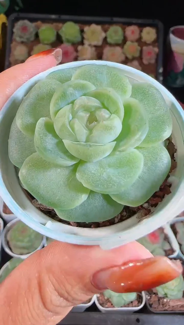 1108-479流光切糕麦秆群不包整