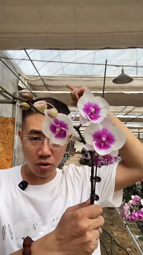 大部分开放少量花苞微瑕掉花凤凰鸟1棵