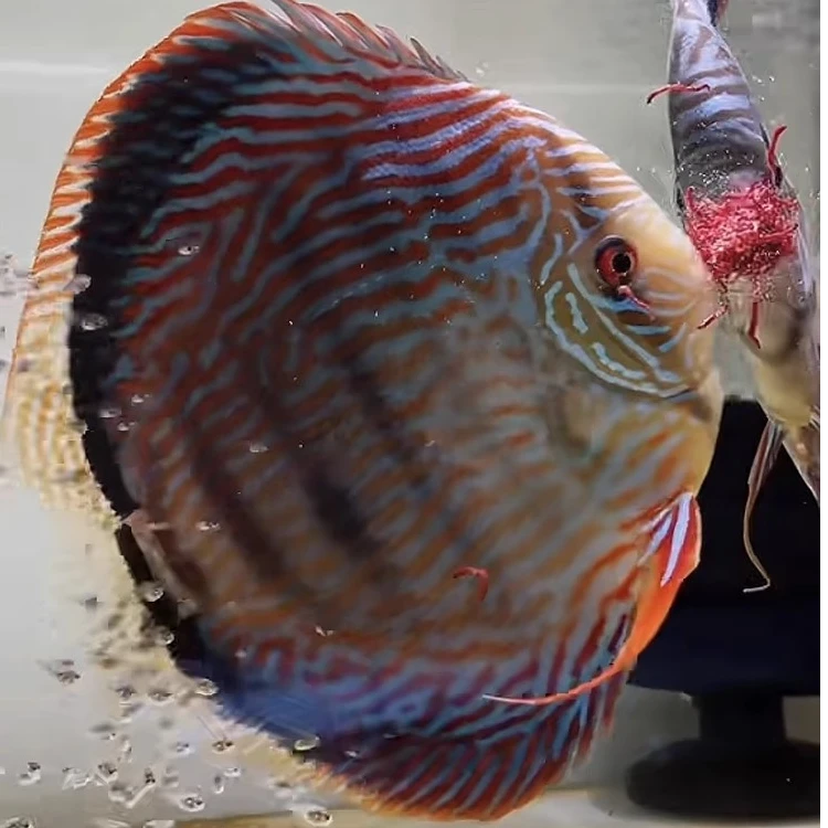 七彩神仙鱼宠物活体热带观赏淡水鱼招财鱼好养