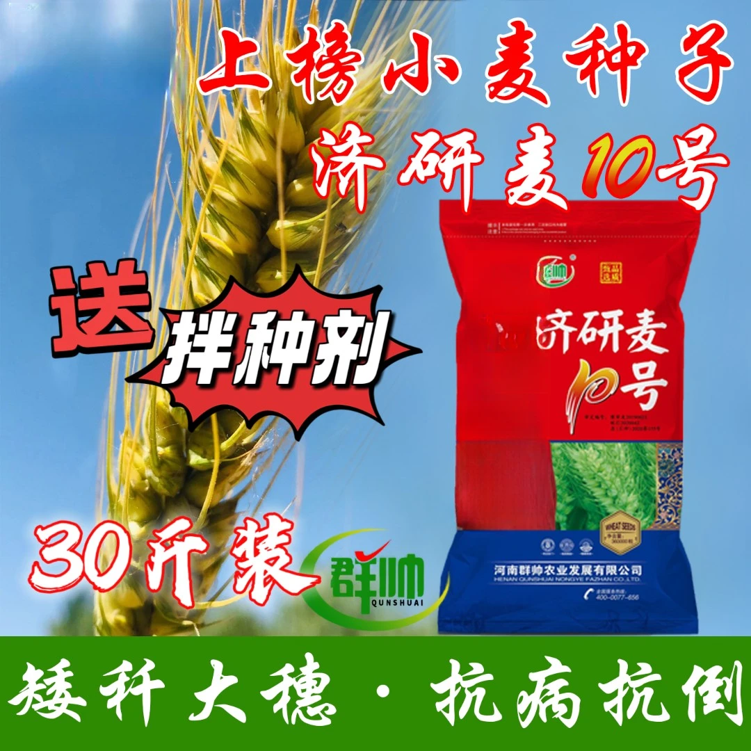 济研麦10号30斤装高产小麦种子种植长势稳产抗倒伏抗冻耐寒耐旱