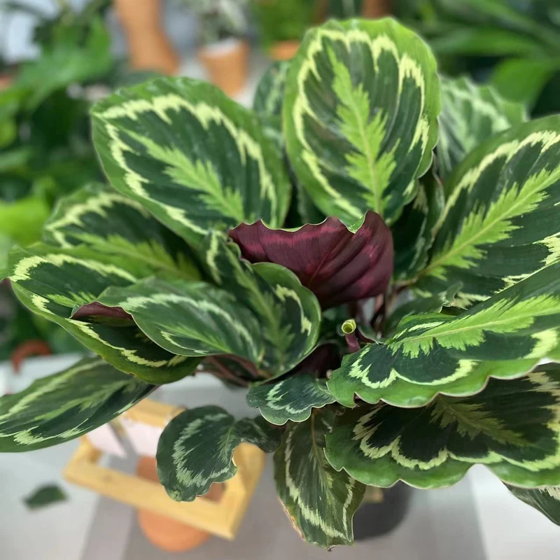 【彩虹竹芋】四季常青盆栽花卉绿植室内观叶植物