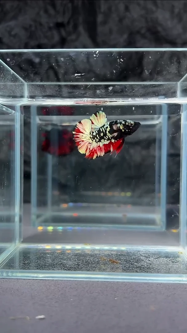 斗鱼竞拍链接A019