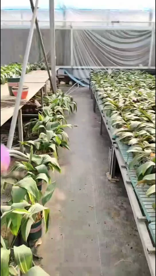 完全开放开口笑福利