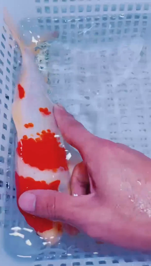 锦鲤血统锦鲤全场包邮2