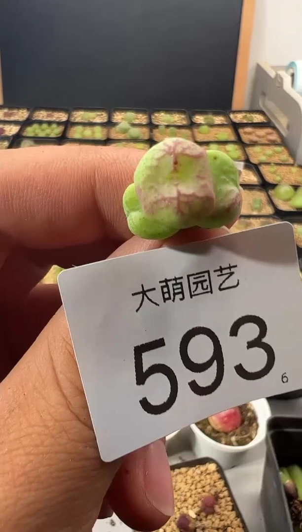 ++++++++++++++593