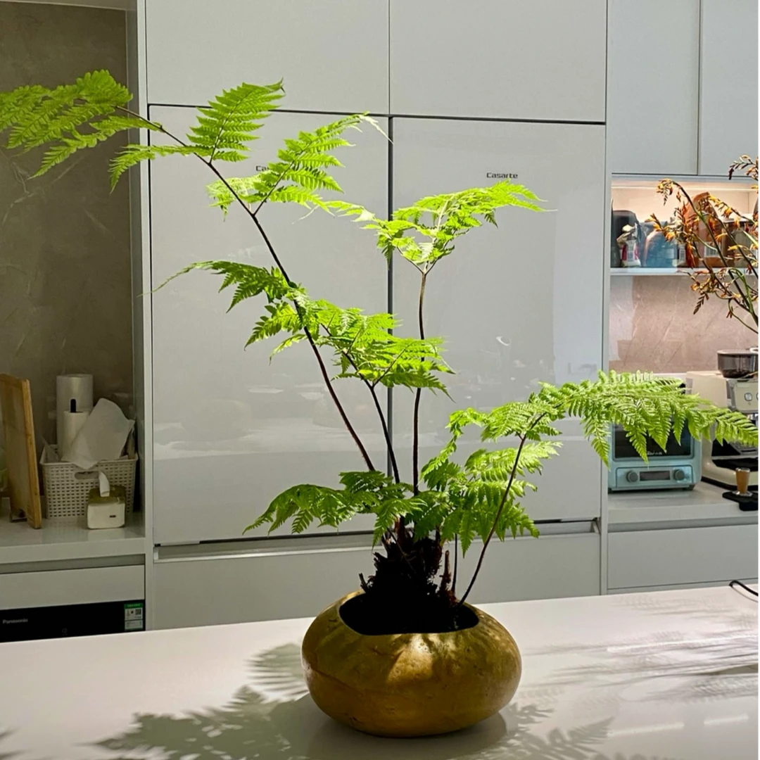 水培款金丝虹鳞蕨（室内养护给水就活）