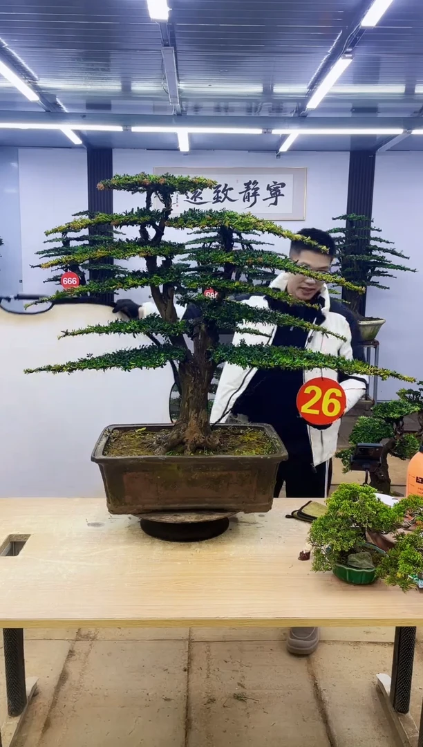 无花朵00000000000000000000