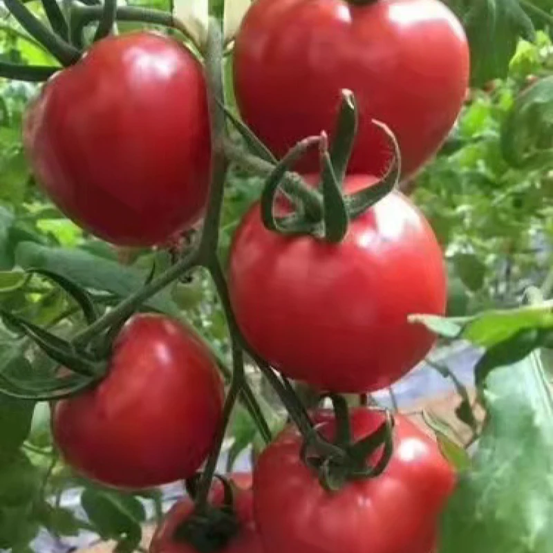 【祥坤农业】普罗旺斯西红柿农家自种现摘5斤重，直播间福利