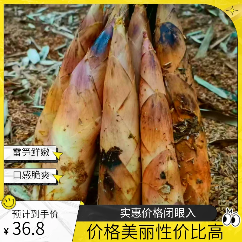 临安天目雷笋破土而出，现挖现发，鲜嫩可口别错过！