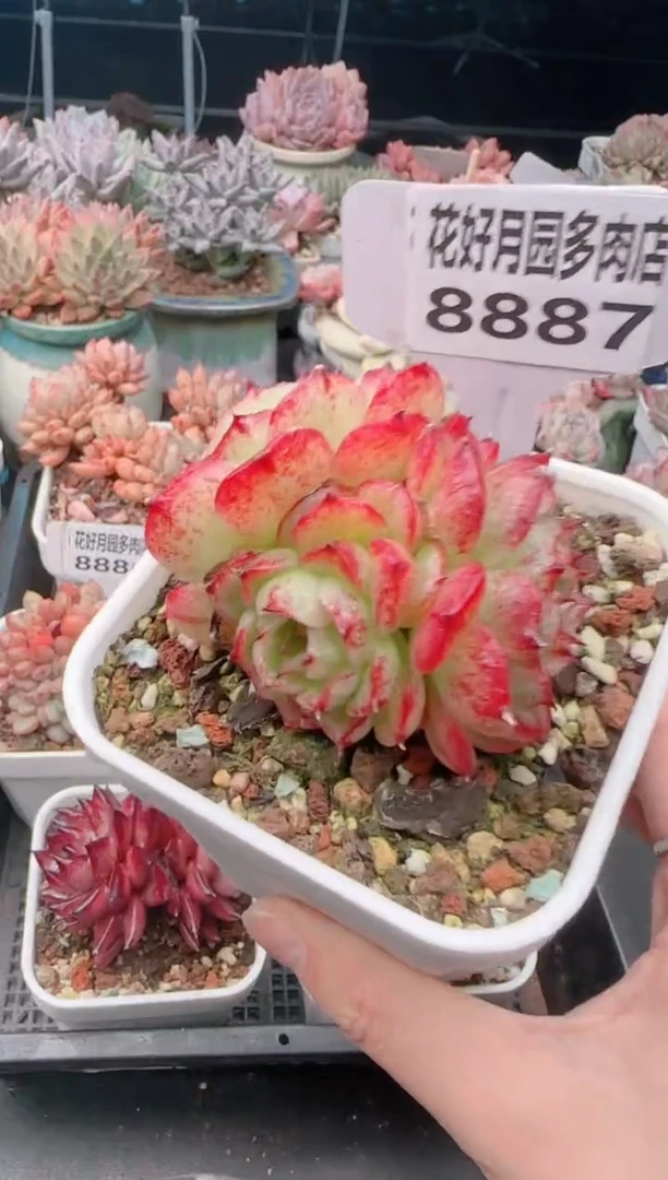 【闪购商品】8887凤凰火麦秆