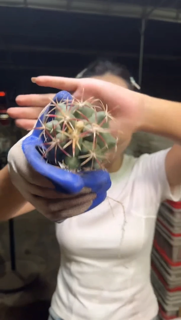 实生大红鹰5-6cm8.88